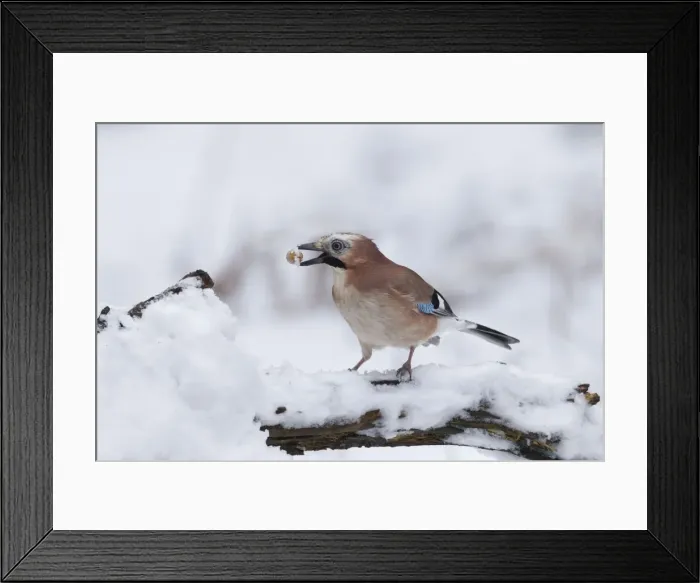 Framed Print : Picture No. 10900345 Framed Print : Picture No. 10900345