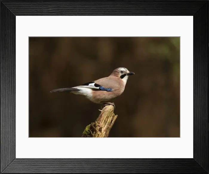 Framed Print : Picture No. 10900344 Framed Print : Picture No. 10900344