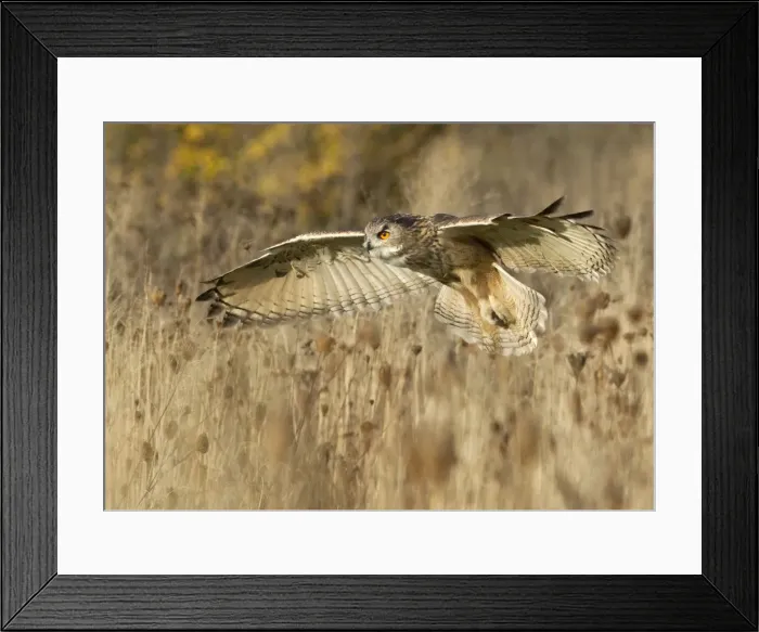 Framed Print : Picture No. 10900337 Framed Print : Picture No. 10900337