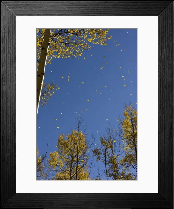 Framed Print : Picture No. 10899437 Framed Print : Picture No. 10899437