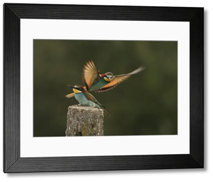 Framed Print : Picture No. 10900198 Framed Print : Picture No. 10900198