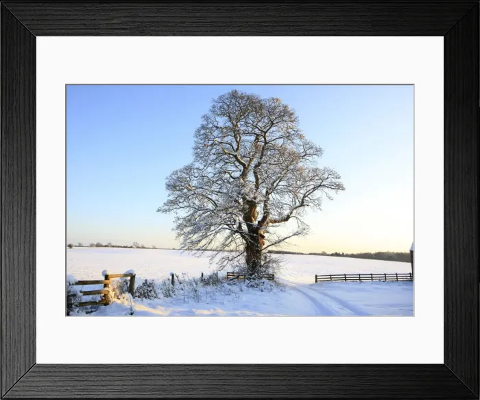 Framed Print : Picture No. 10900519 Framed Print : Picture No. 10900519