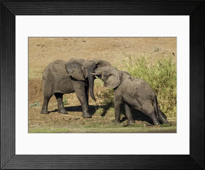Framed Print : Picture No. 10900838