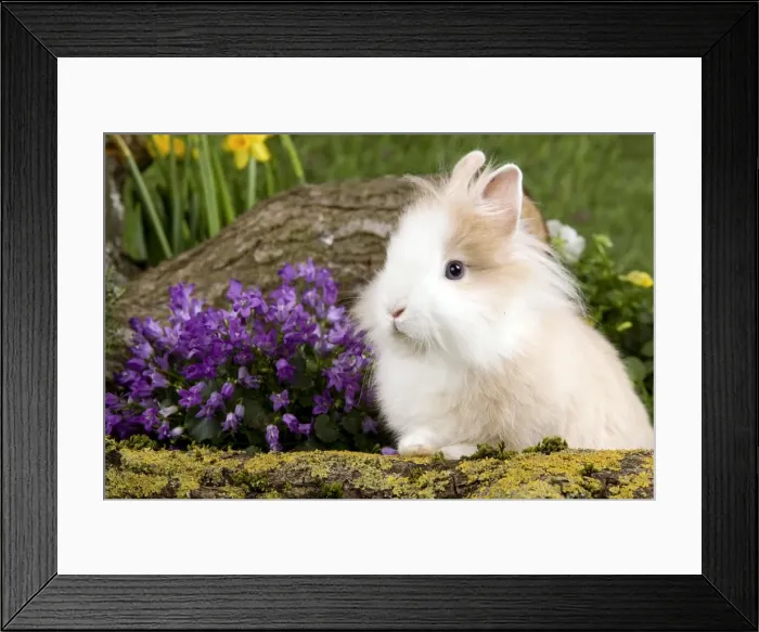 Framed Print : Picture No. 10900125 Framed Print : Picture No. 10900125