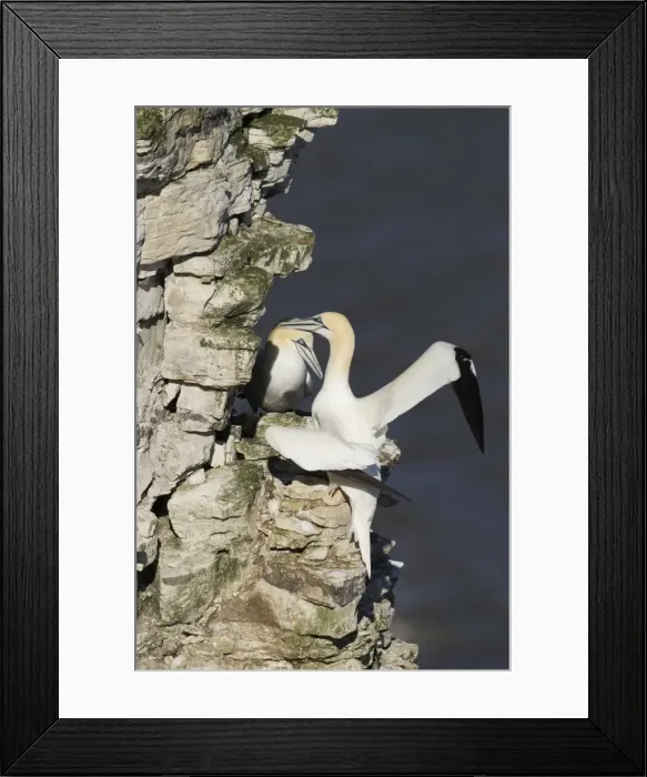 Framed Print : Picture No. 10900339