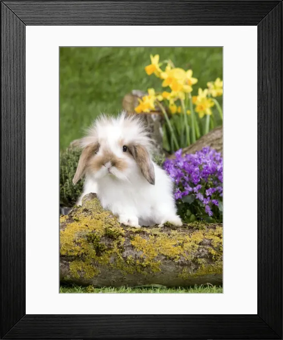 Framed Print : Picture No. 10900131 Framed Print : Picture No. 10900131