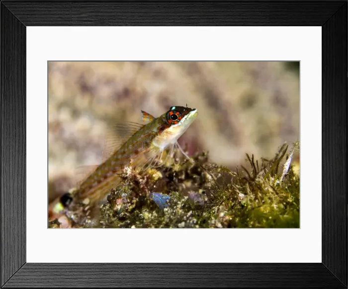 Framed Print : Picture No. 10900424 Framed Print : Picture No. 10900424