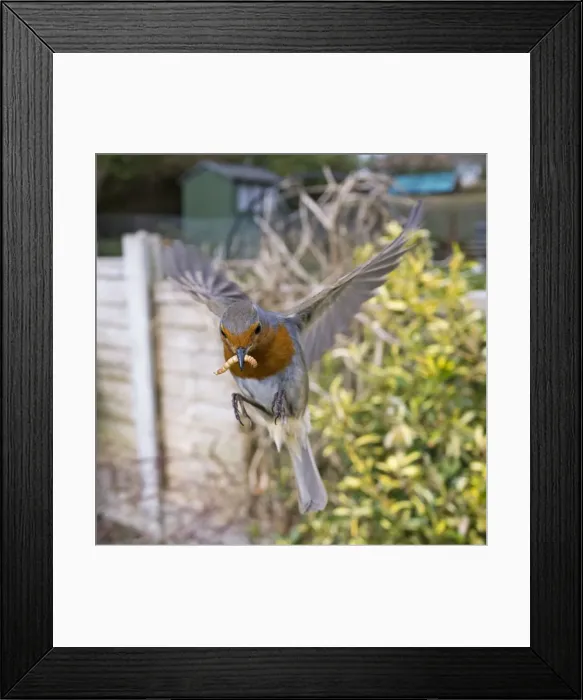 Framed Print : Picture No. 10900287