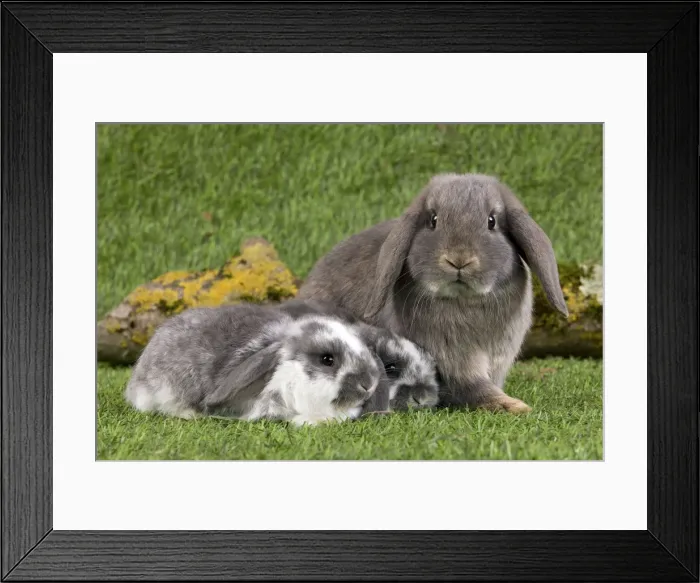 Framed Print : Picture No. 10900138 Framed Print : Picture No. 10900138