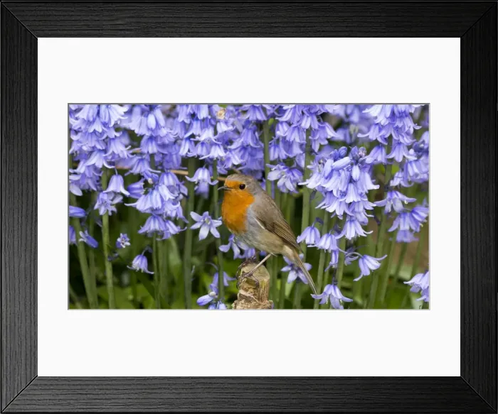 Framed Print : Picture No. 10900300