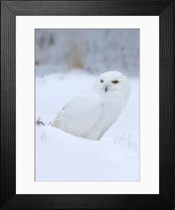 Framed Print : Picture No. 10900350 Framed Print : Picture No. 10900350