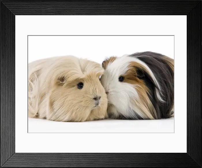 Framed Print : Picture No. 10900156 Framed Print : Picture No. 10900156