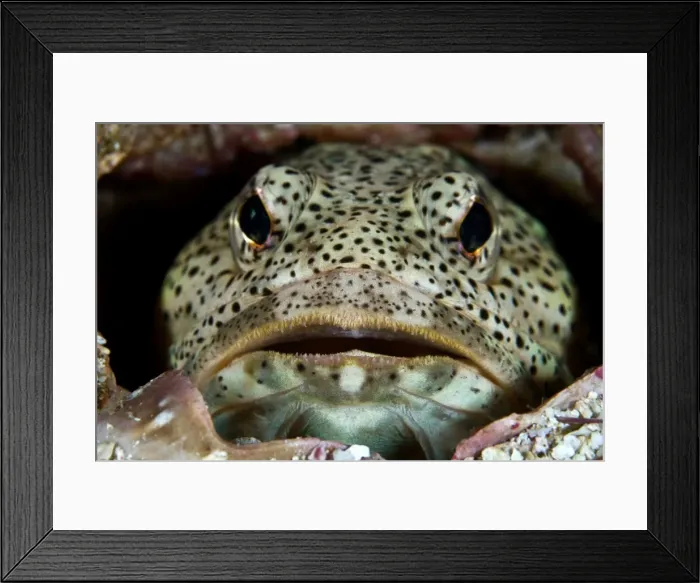 Framed Print : Picture No. 10900430
