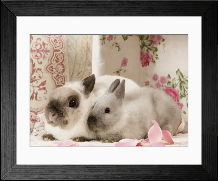 Framed Print : Picture No. 10900176 Framed Print : Picture No. 10900176