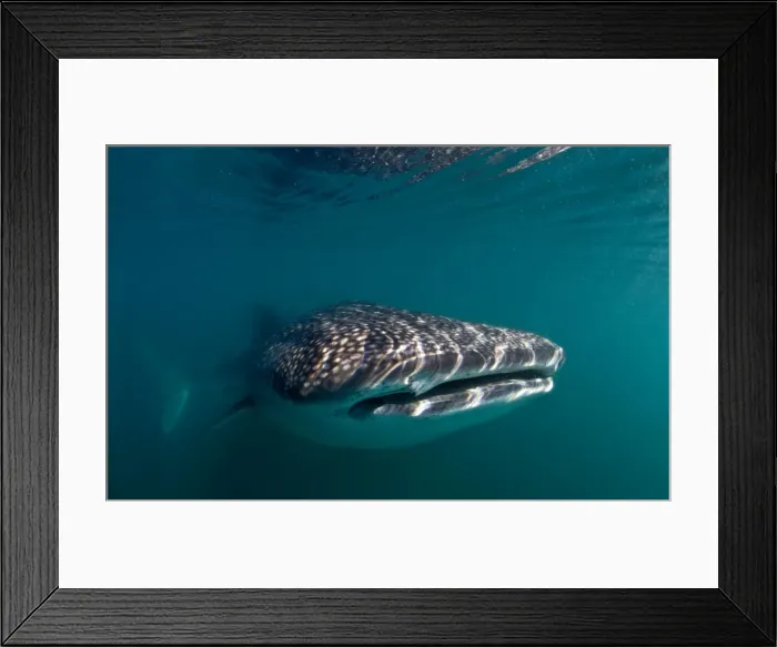 Framed Print : Picture No. 10900428 Framed Print : Picture No. 10900428