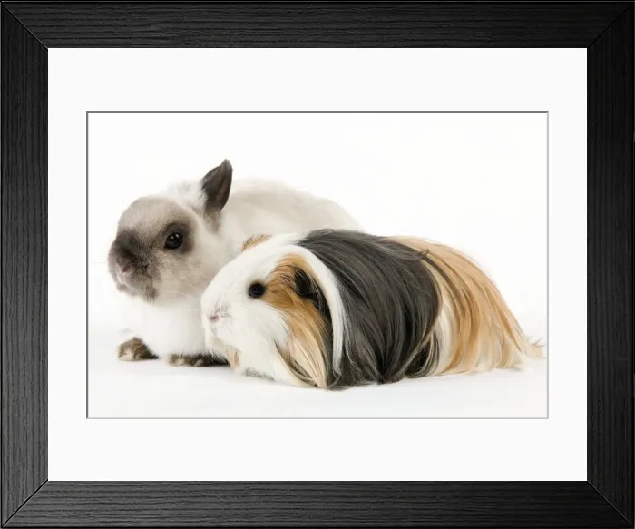 Framed Print : Picture No. 10900148 Framed Print : Picture No. 10900148