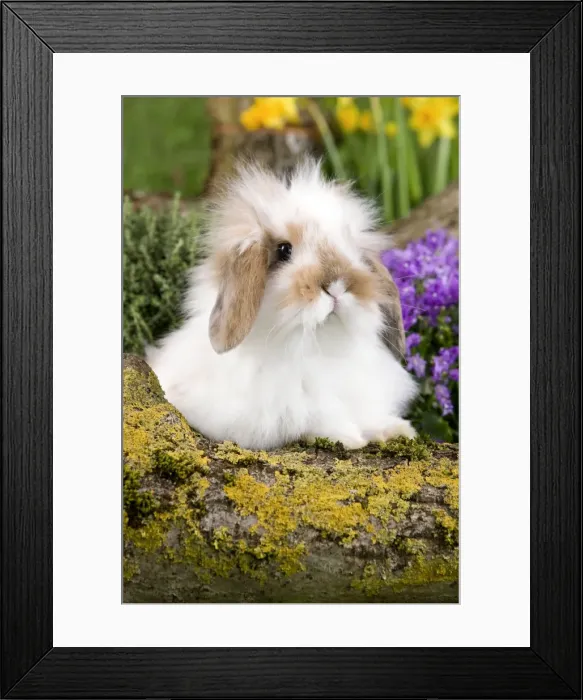 Framed Print : Picture No. 10900132 Framed Print : Picture No. 10900132