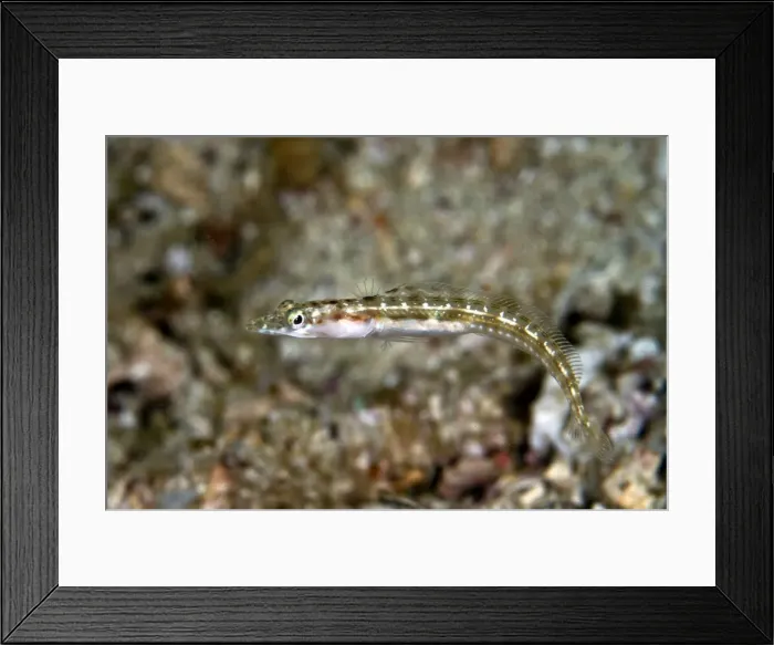 Framed Print : Picture No. 10900419 Framed Print : Picture No. 10900419