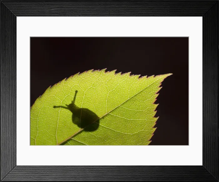 Framed Print : Picture No. 10900299 Framed Print : Picture No. 10900299