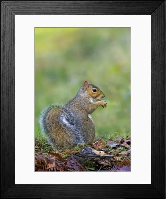 Framed Print : Picture No. 10900342 Framed Print : Picture No. 10900342