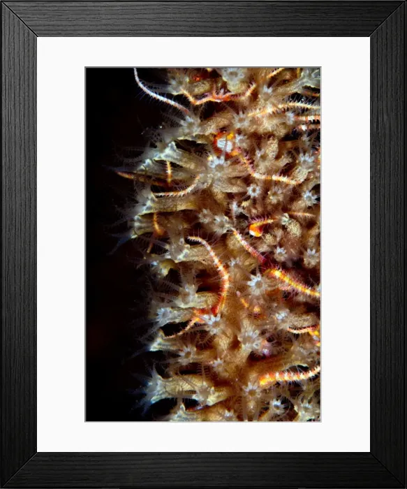 Framed Print : Picture No. 10900434 Framed Print : Picture No. 10900434