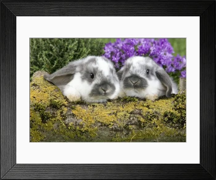 Framed Print : Picture No. 10900135 Framed Print : Picture No. 10900135