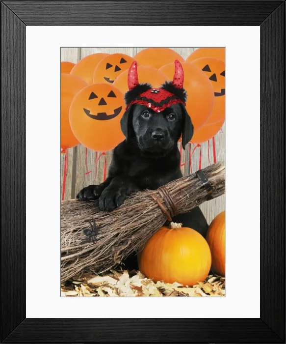 Framed Print : Picture No. 10900270