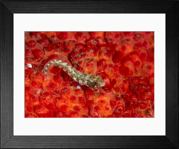 Framed Print : Picture No. 10900363 Framed Print : Picture No. 10900363