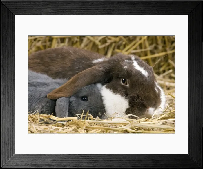 Framed Print : Picture No. 10900117 Framed Print : Picture No. 10900117