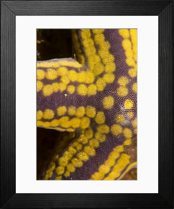 Framed Print : Picture No. 10900420 Framed Print : Picture No. 10900420