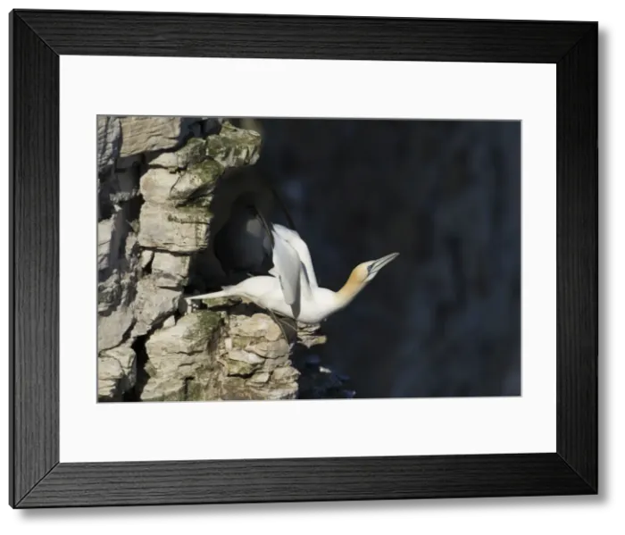 Framed Print : Picture No. 10900341
