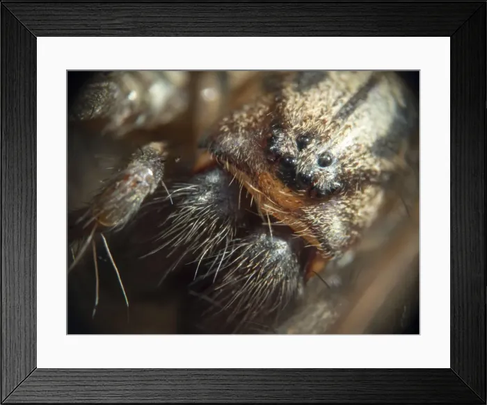 Framed Print : Picture No. 10900308 Framed Print : Picture No. 10900308