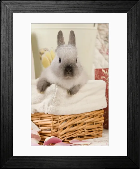 Framed Print : Picture No. 10900174 Framed Print : Picture No. 10900174
