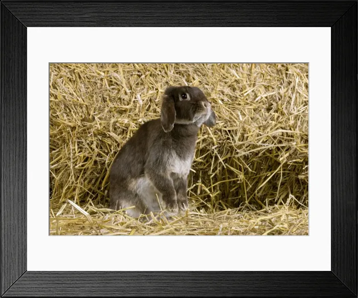 Framed Print : Picture No. 10900146 Framed Print : Picture No. 10900146