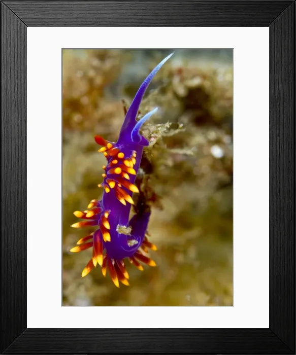 Framed Print : Picture No. 10900436 Framed Print : Picture No. 10900436