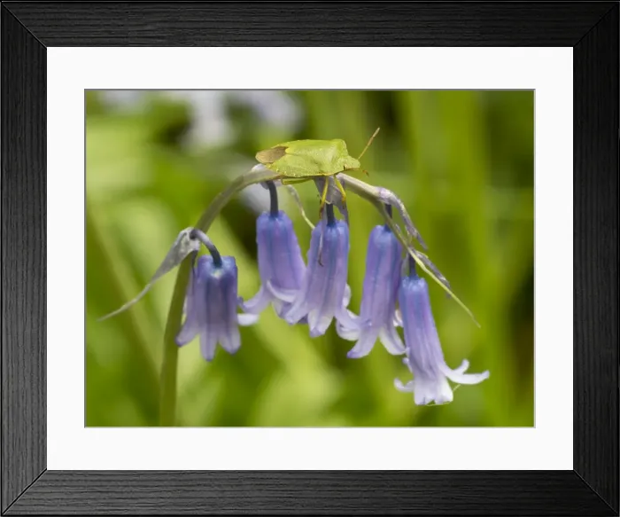 Framed Print : Picture No. 10900296 Framed Print : Picture No. 10900296