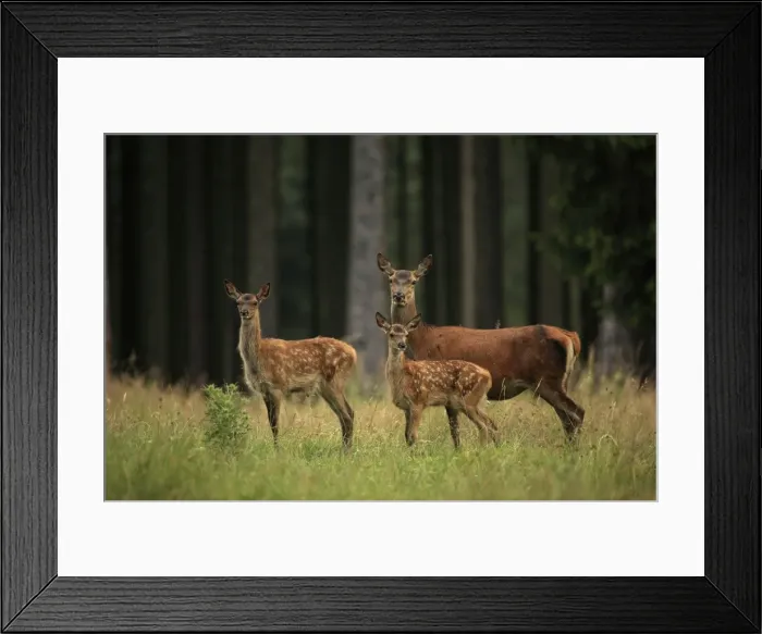 Framed Print : Picture No. 10900262 Framed Print : Picture No. 10900262