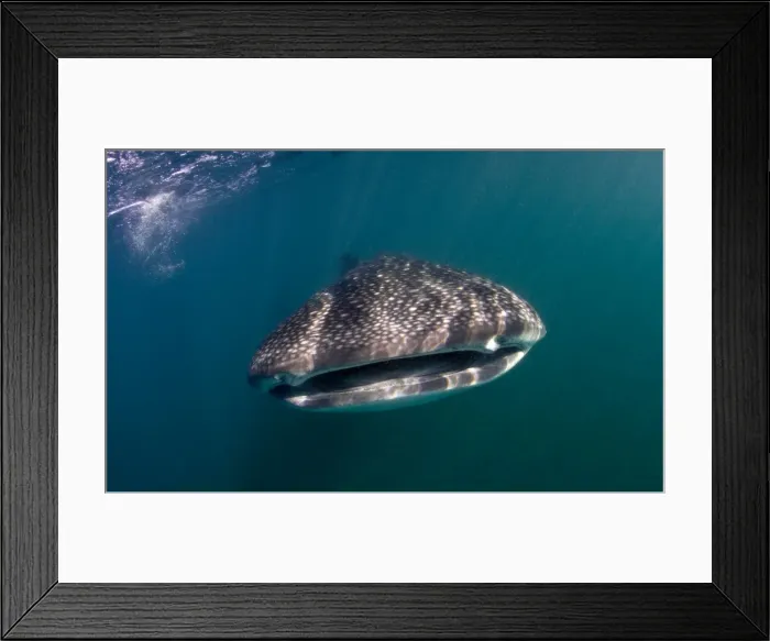 Framed Print : Picture No. 10900429 Framed Print : Picture No. 10900429