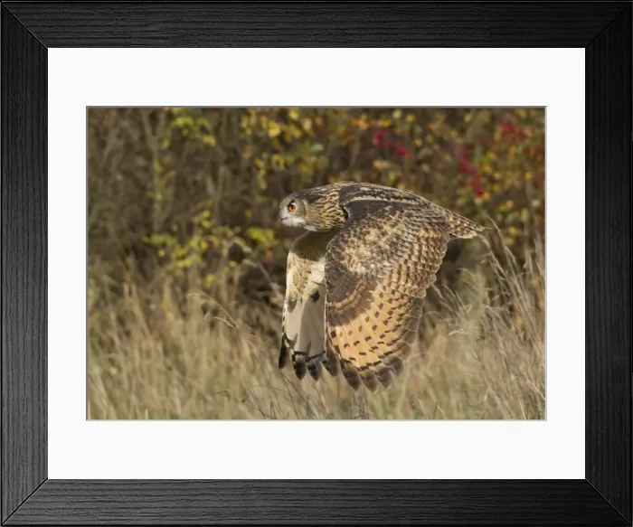 Framed Print : Picture No. 10900336 Framed Print : Picture No. 10900336