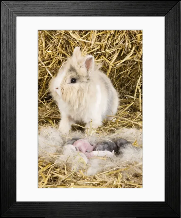 Framed Print : Picture No. 10900110 Framed Print : Picture No. 10900110