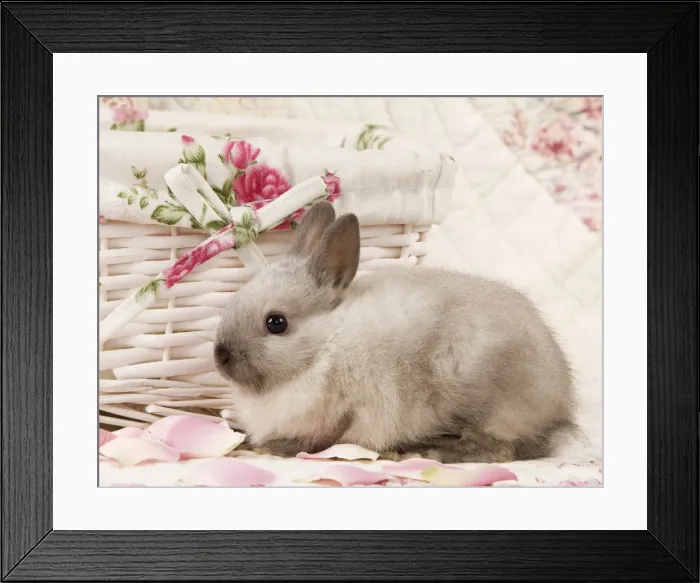 Framed Print : Picture No. 10900175 Framed Print : Picture No. 10900175