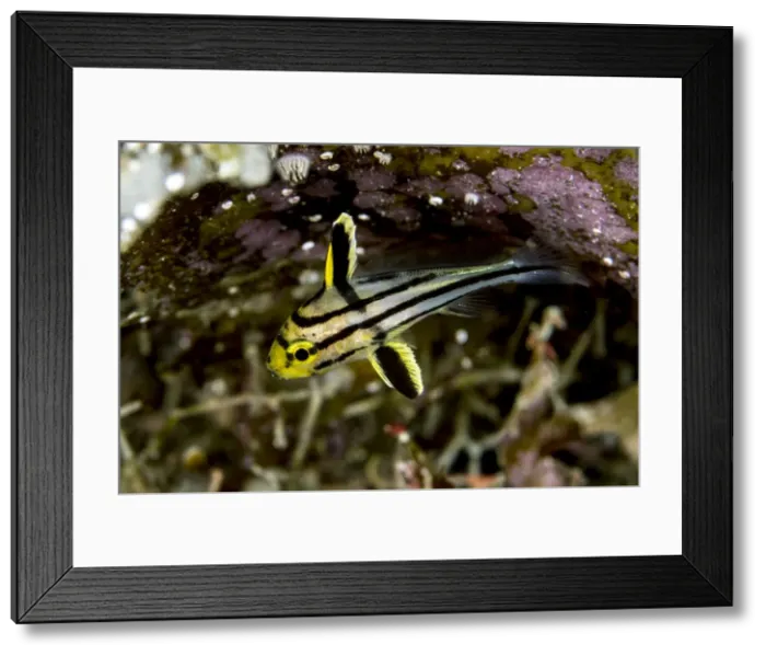 Framed Print : Picture No. 10900360