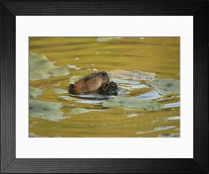Framed Print : Picture No. 10900196 Framed Print : Picture No. 10900196