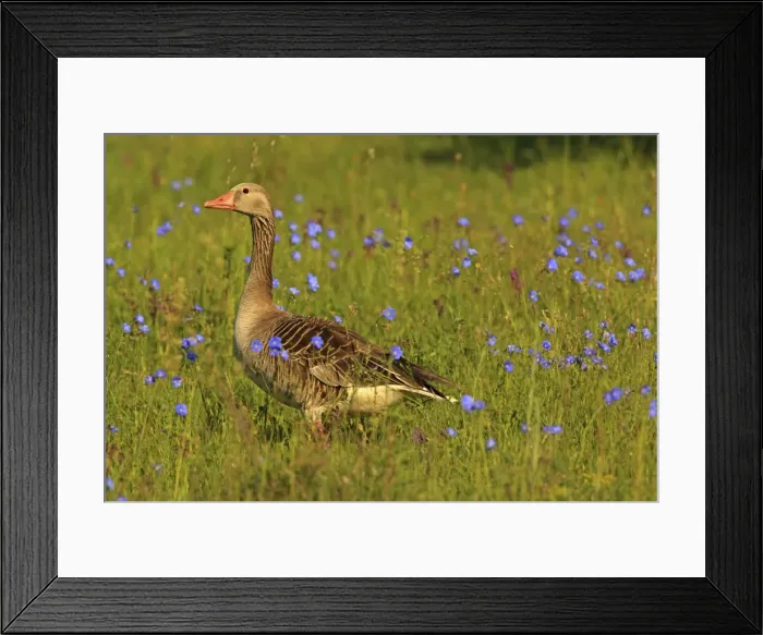 Framed Print : Picture No. 10900206 Framed Print : Picture No. 10900206