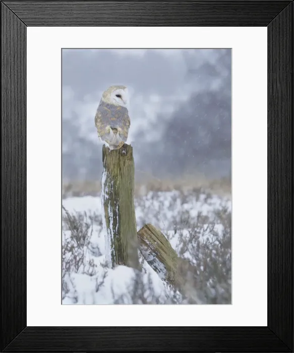 Framed Print : Picture No. 10900358 Framed Print : Picture No. 10900358