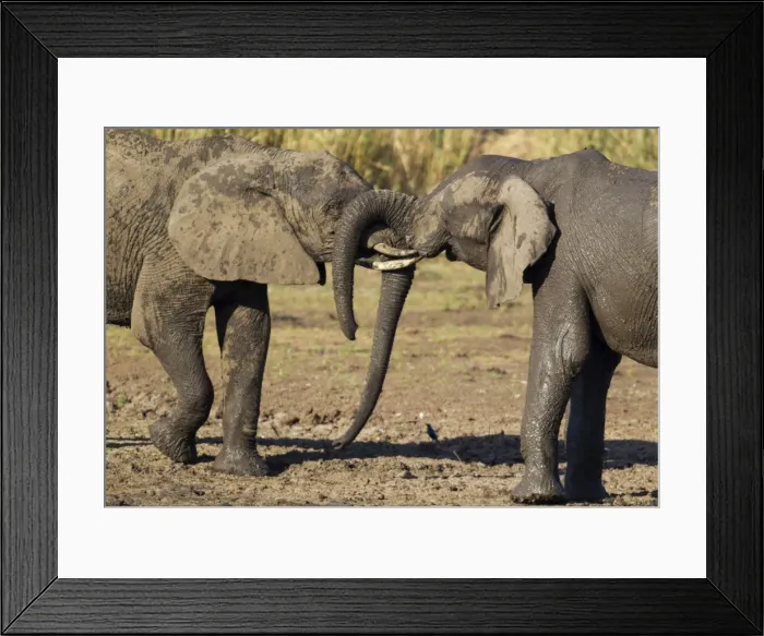 Framed Print : Picture No. 10900839 Framed Print : Picture No. 10900839