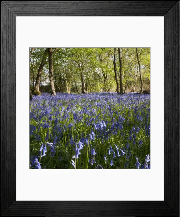 Framed Print : Picture No. 10900301 Framed Print : Picture No. 10900301