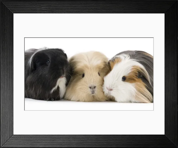 Framed Print : Picture No. 10900153 Framed Print : Picture No. 10900153