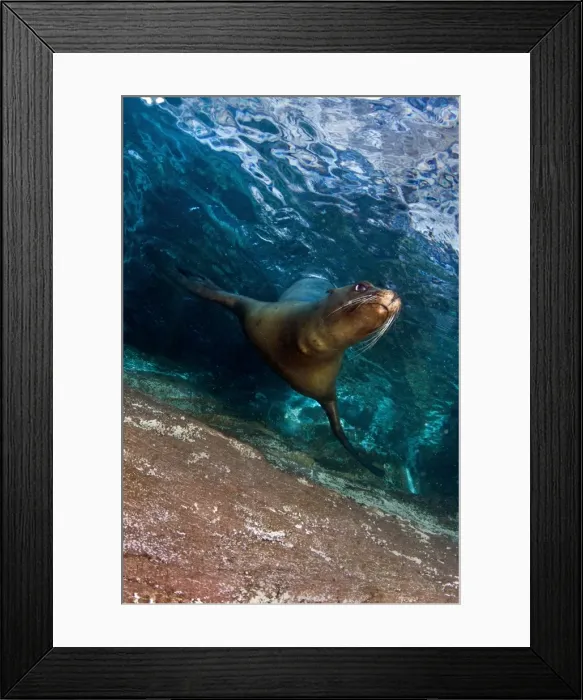 Framed Print : Picture No. 10900445 Framed Print : Picture No. 10900445