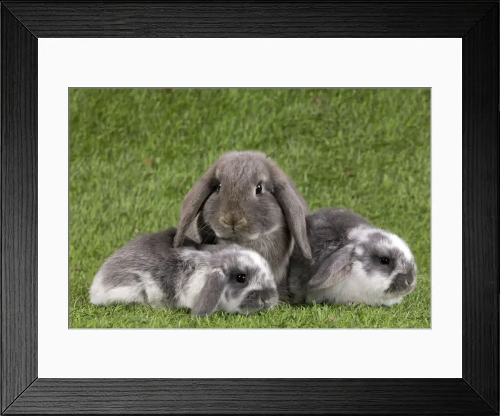 Framed Print : Picture No. 10900141 Framed Print : Picture No. 10900141